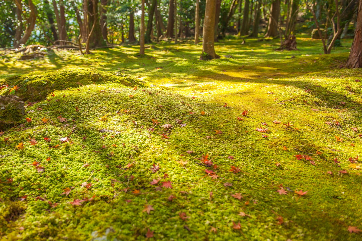 竹林寺