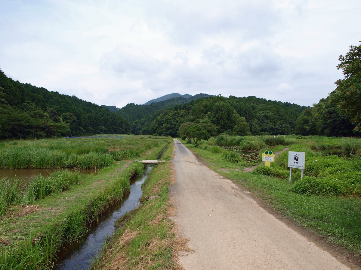トンボ王国