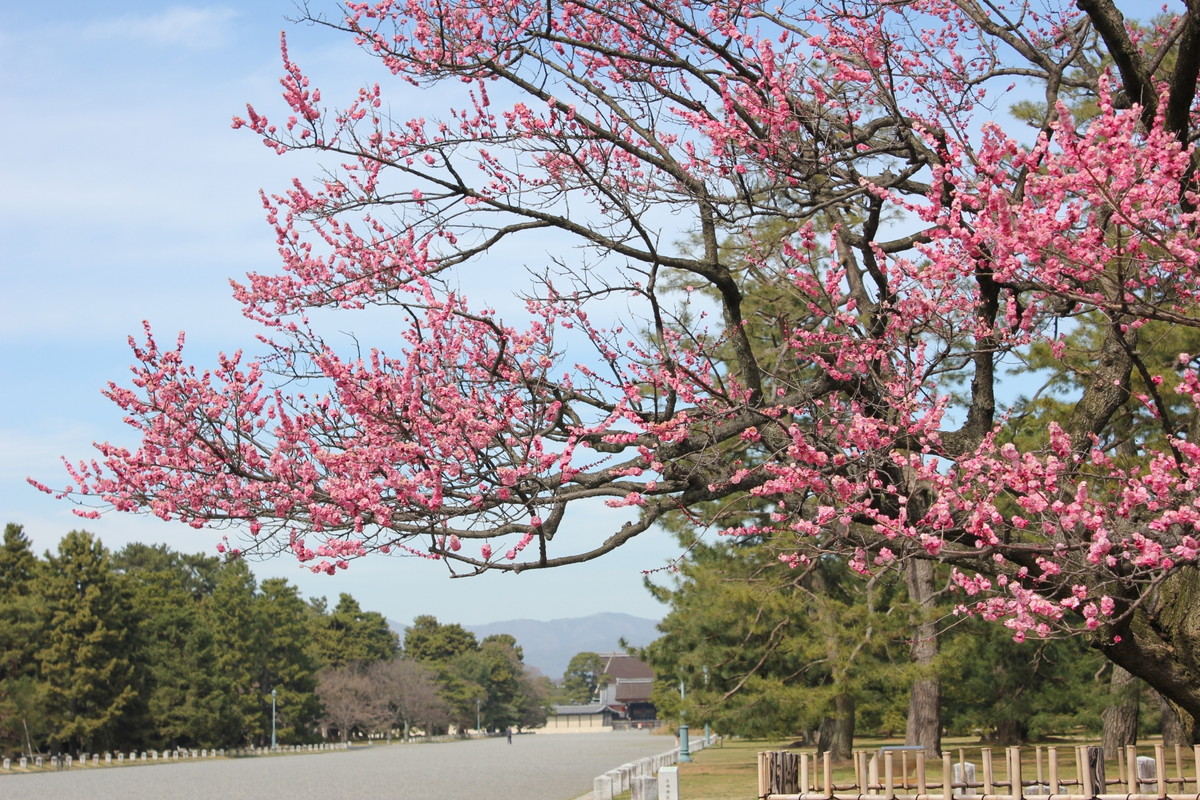 京都御苑