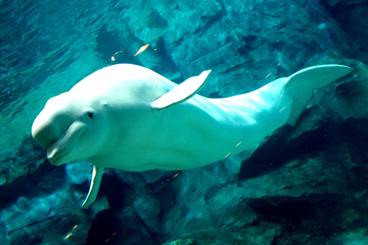 名古屋港水族館