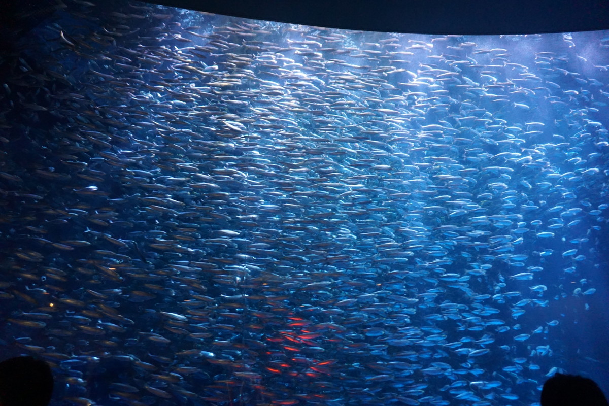 名古屋港水族館