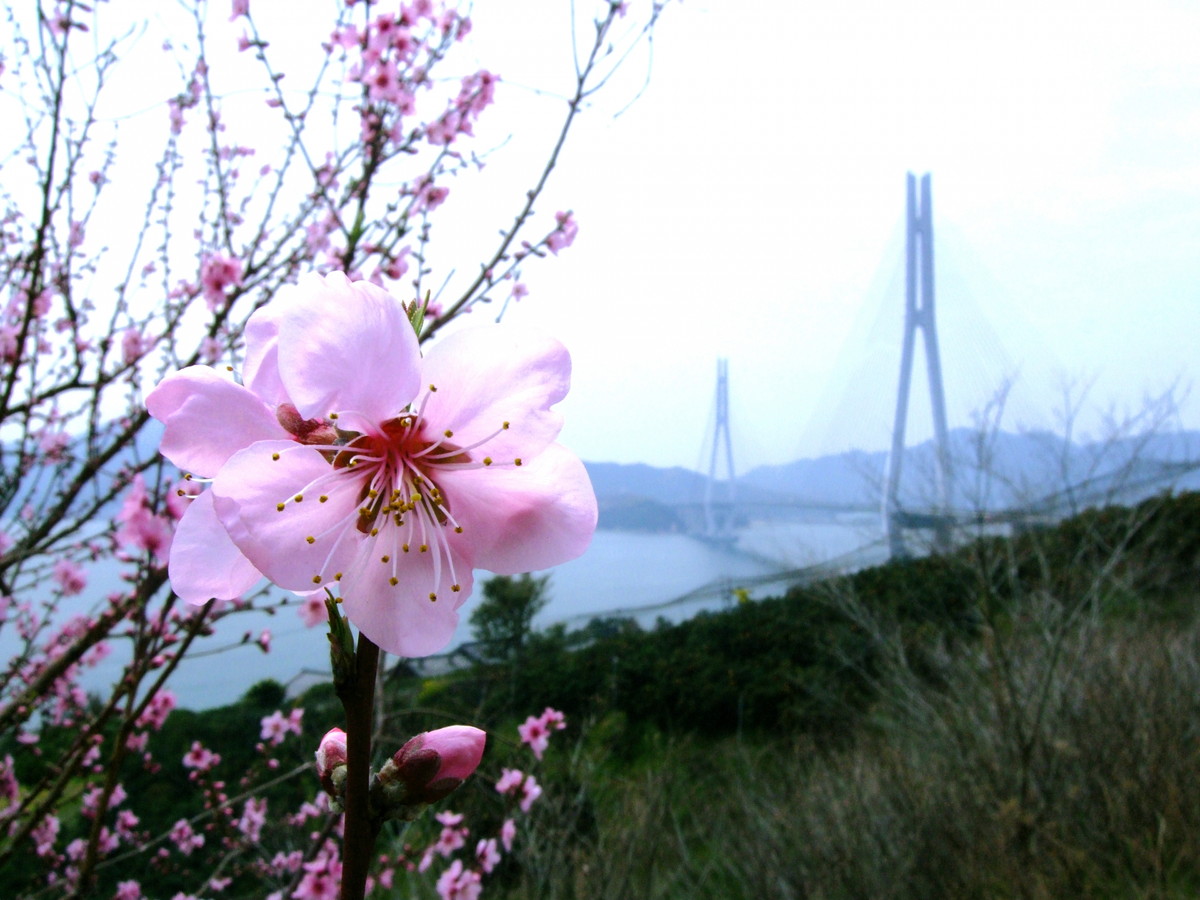 多々羅大橋