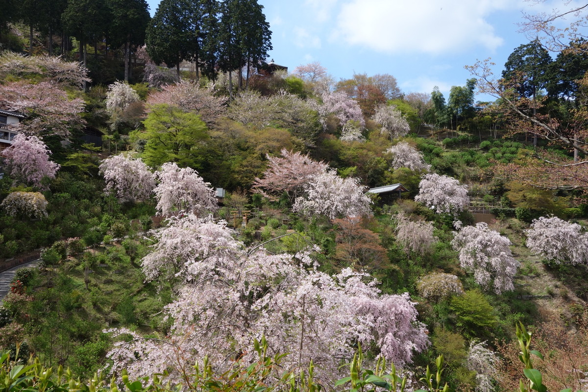 善峯寺