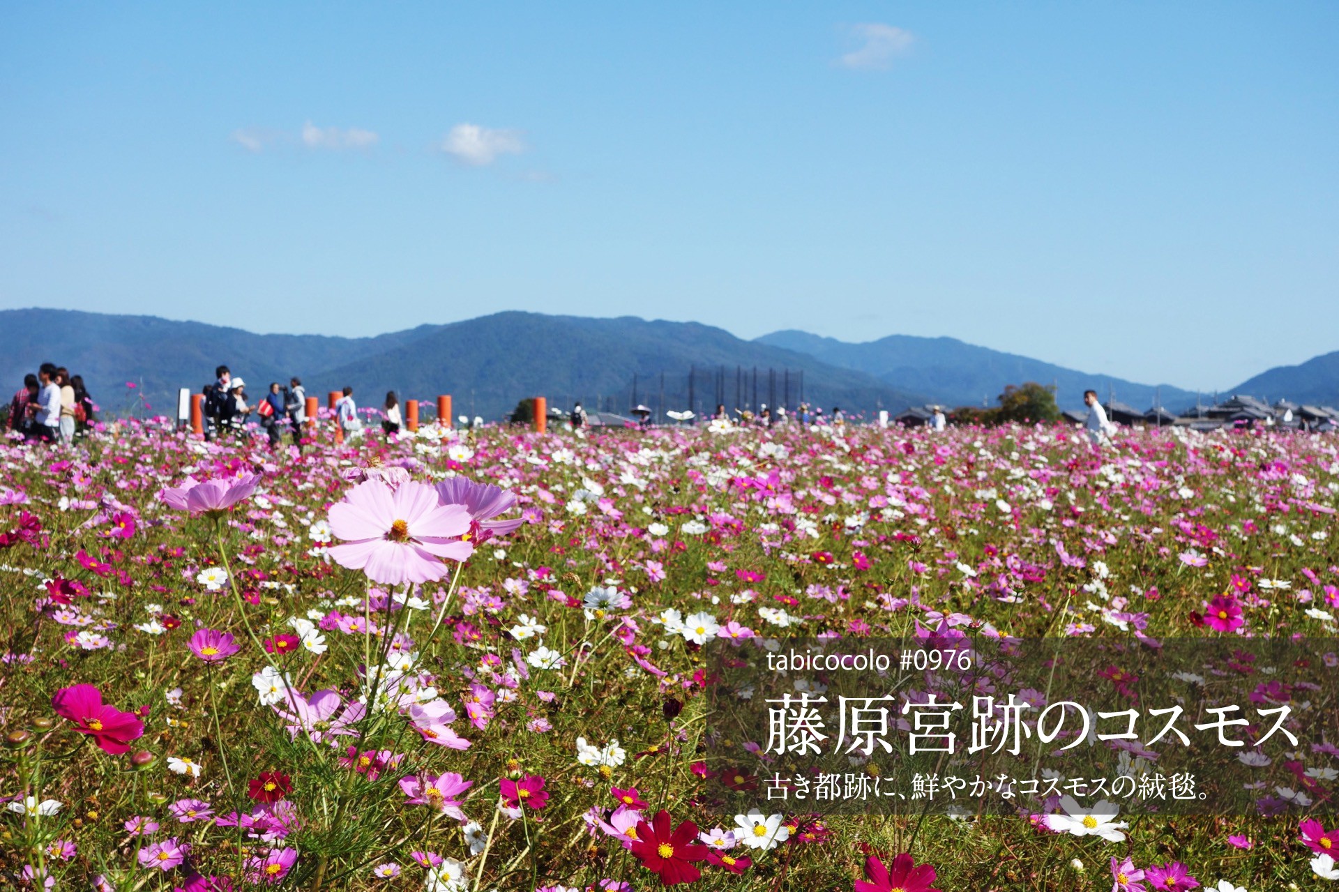 藤原宮跡のコスモス