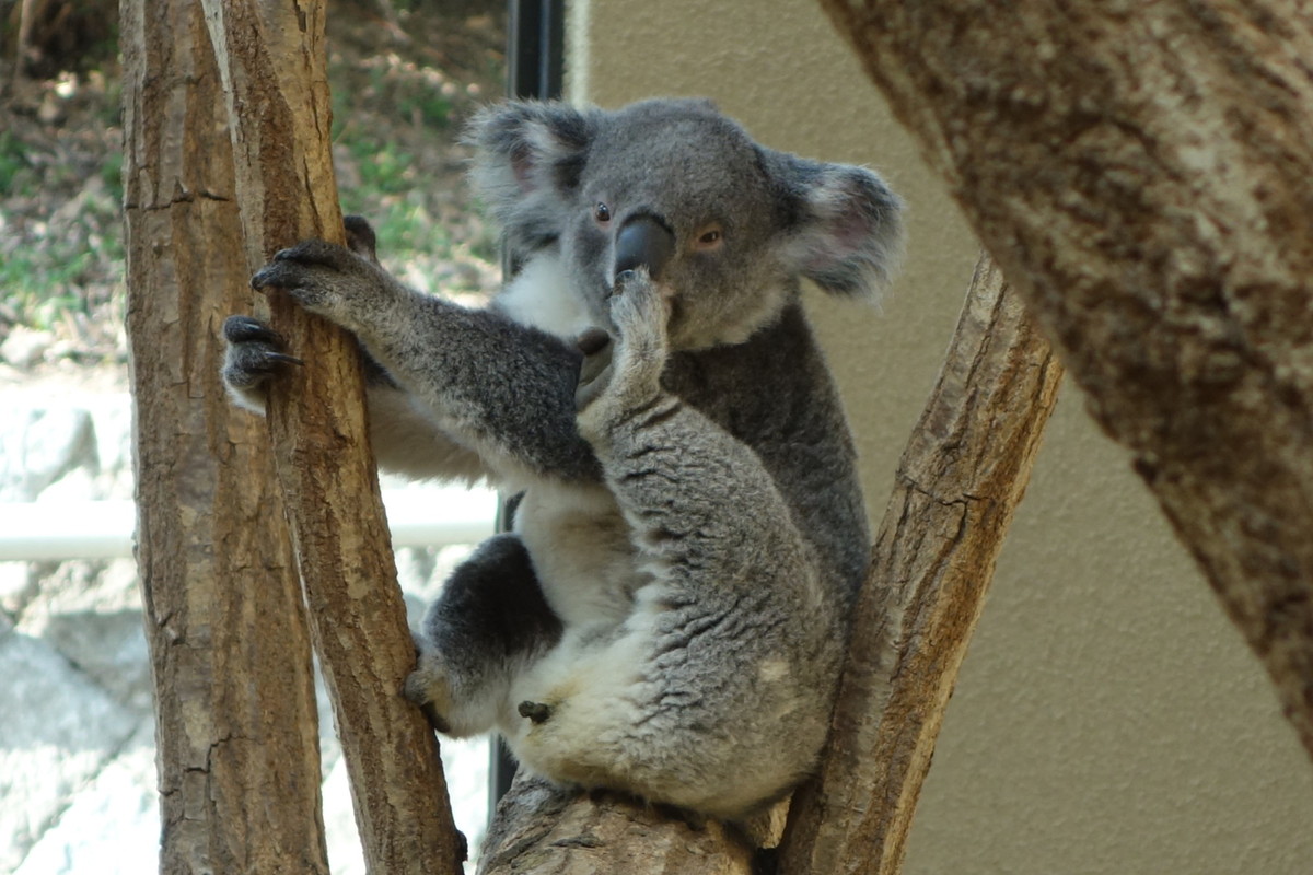 王子動物園