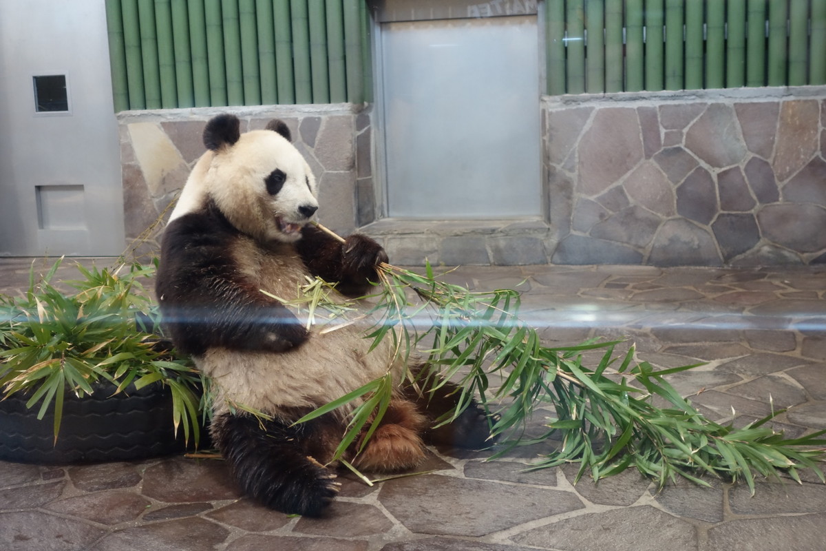 王子動物園