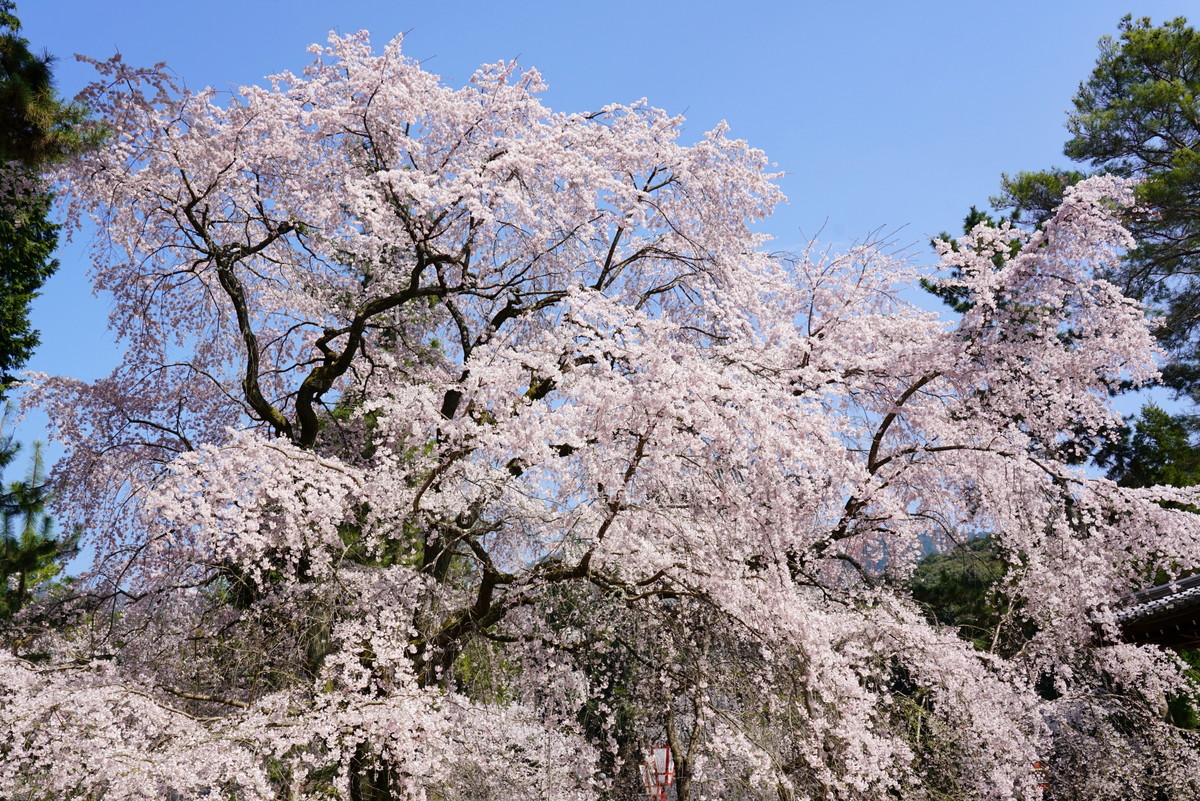 醍醐寺