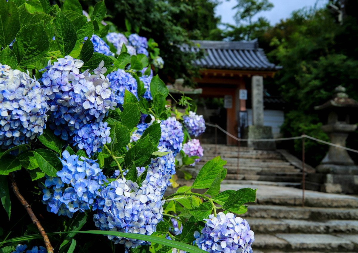 矢田寺