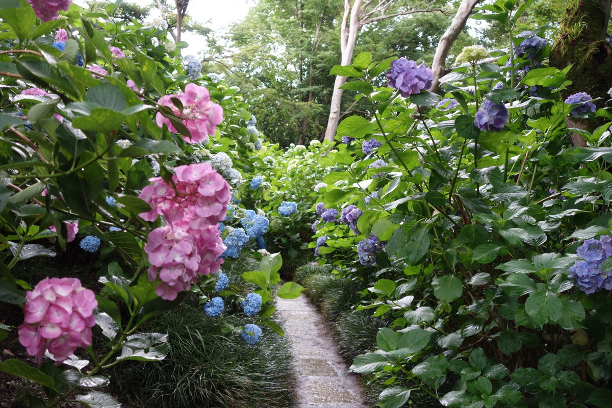 矢田寺