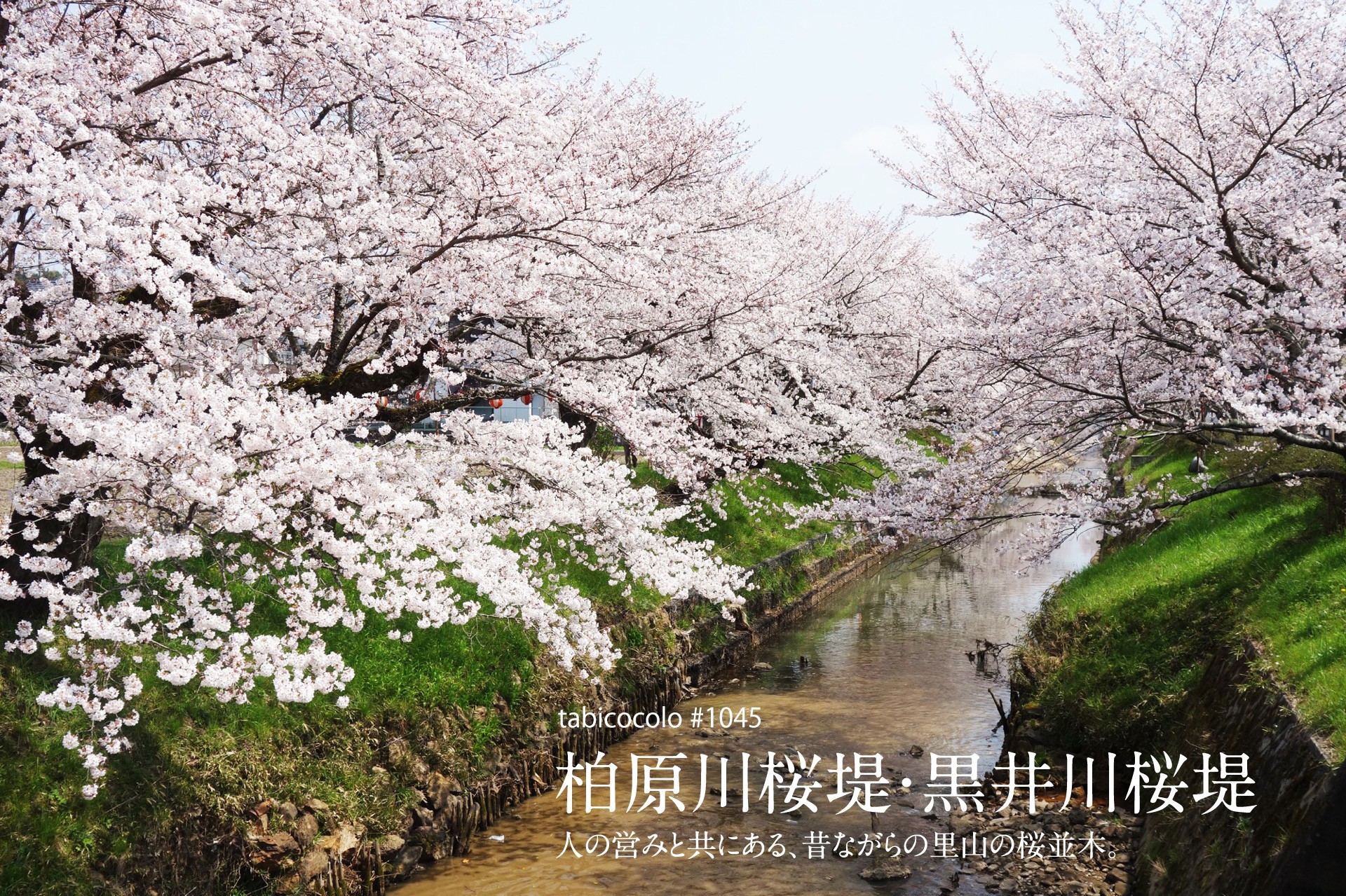 柏原川桜堤・黒井川桜堤