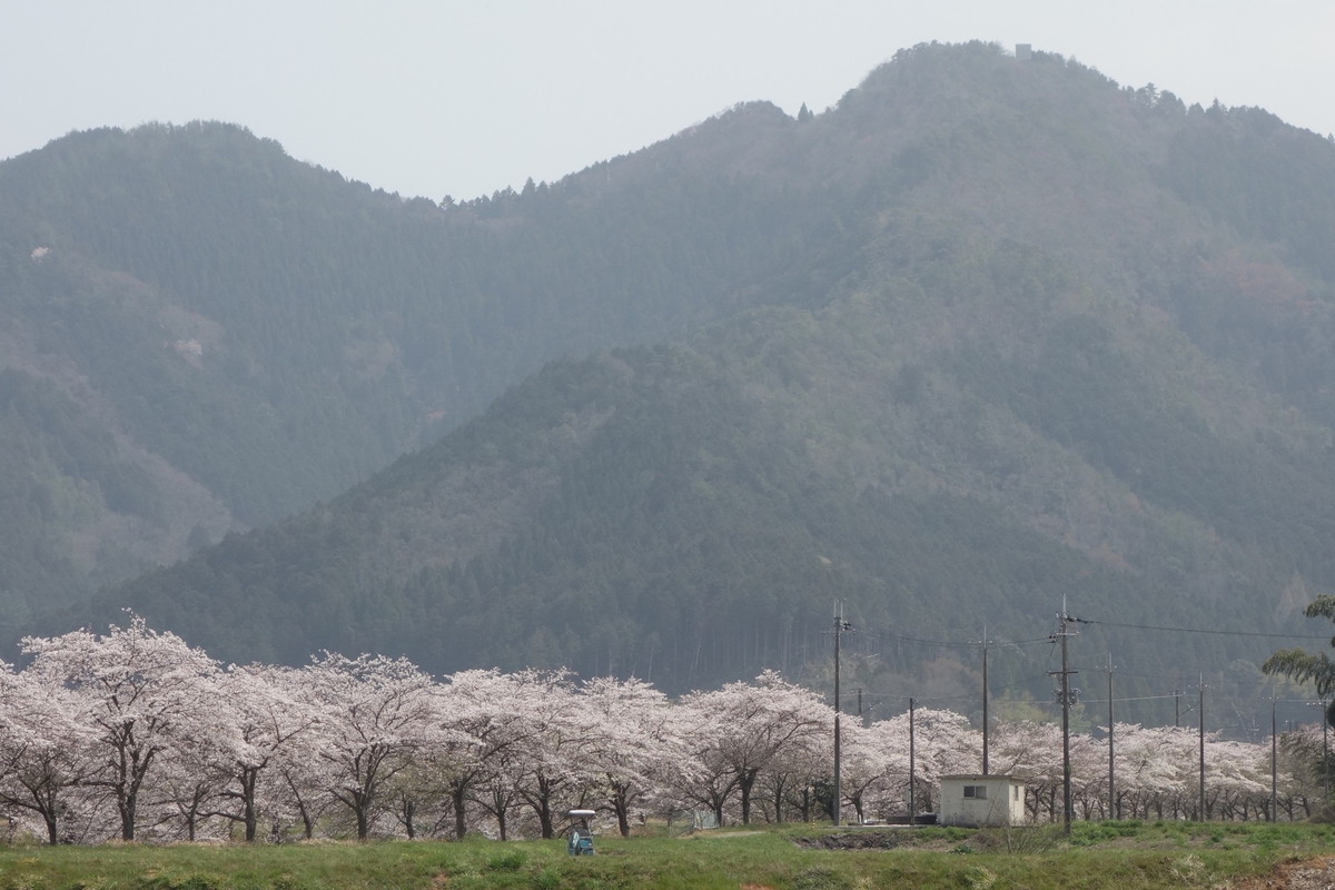 柏原川桜堤・黒井川桜堤