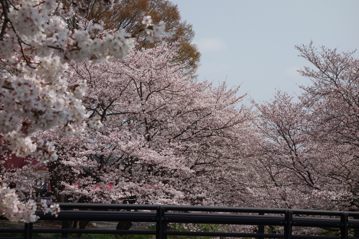 柏原川桜堤・黒井川桜堤