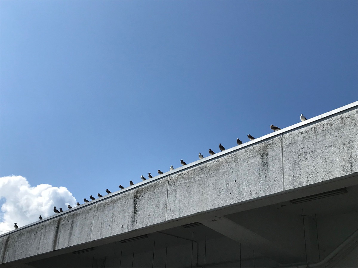 伊根の舟屋群