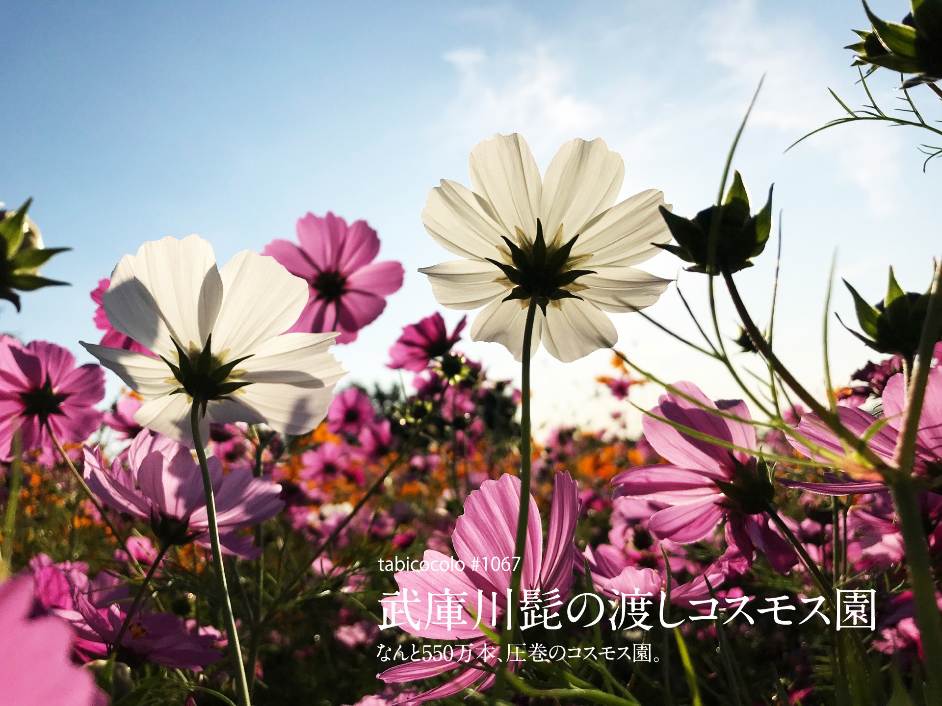 武庫川髭の渡しコスモス園