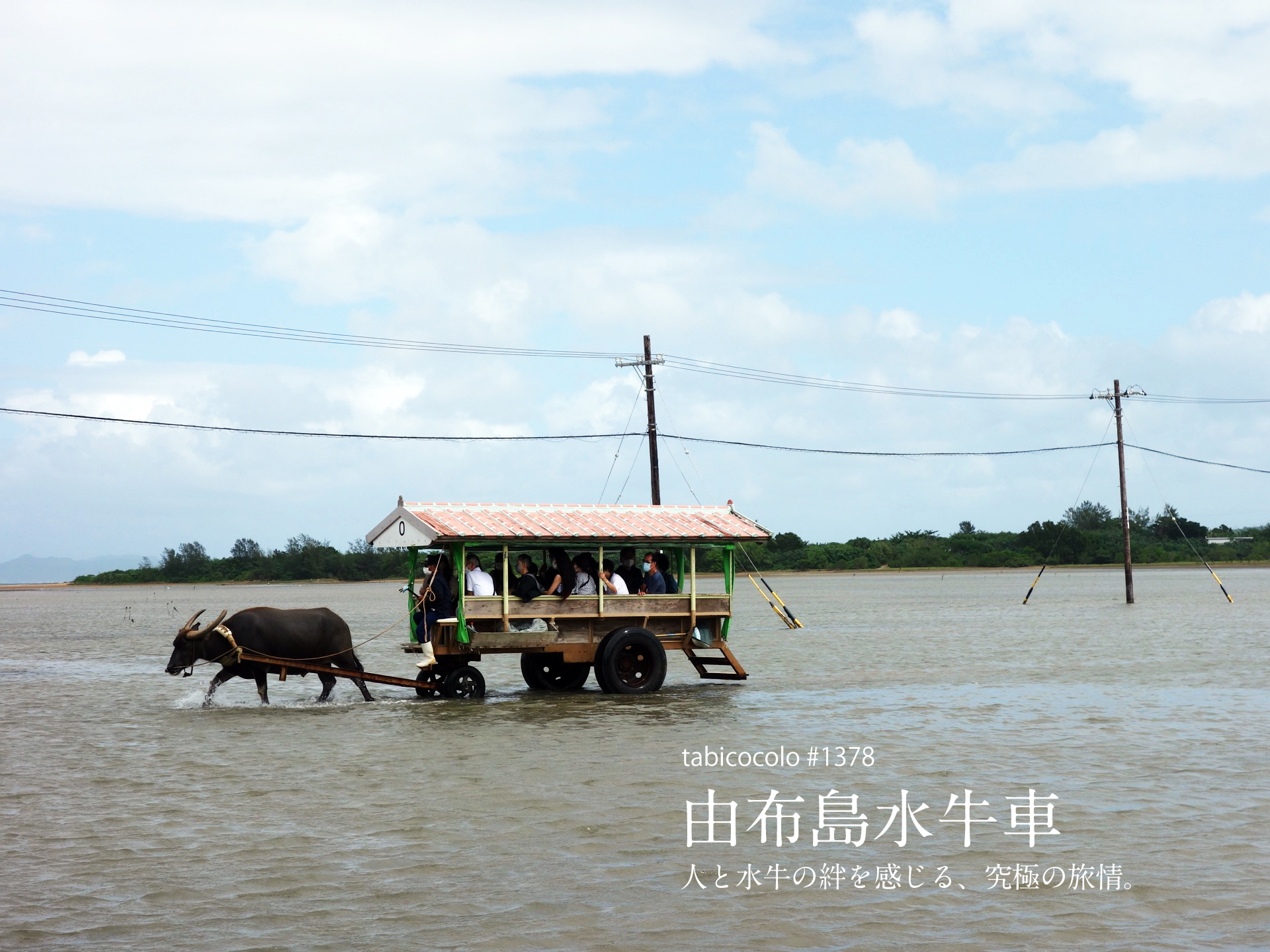 由布島水牛車