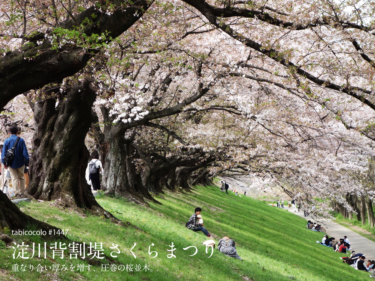 淀川背割堤さくらまつり