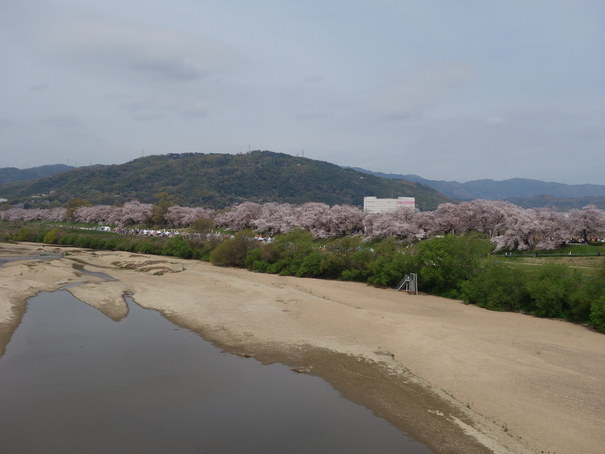 淀川背割堤さくらまつり