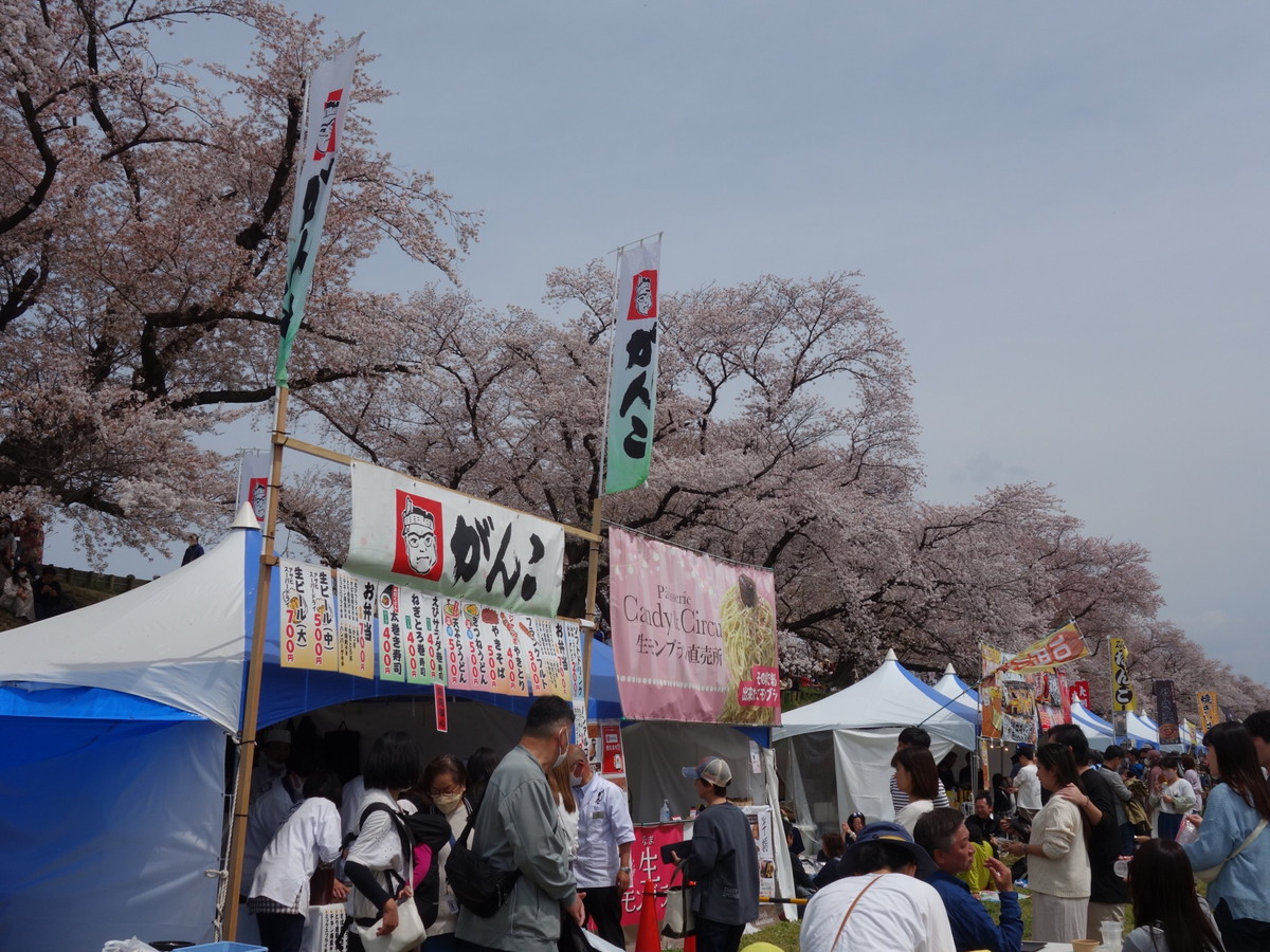 淀川背割堤さくらまつり