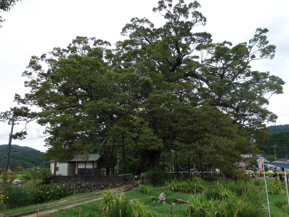 野間の大ケヤキ