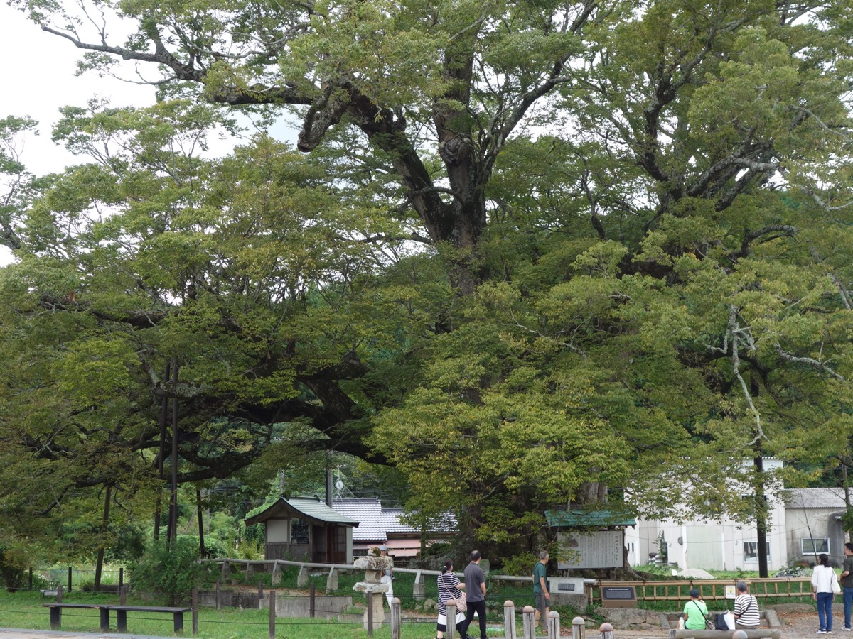 野間の大ケヤキ