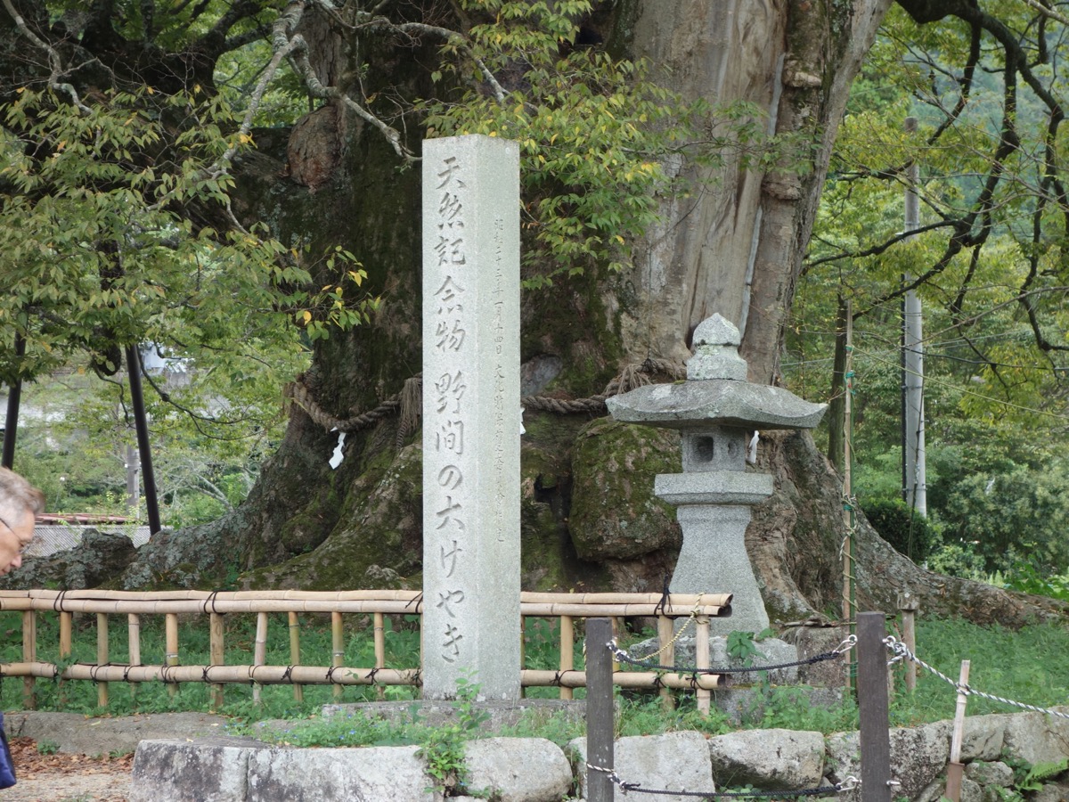 野間の大ケヤキ