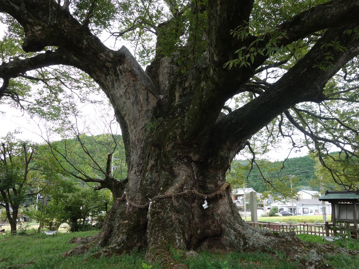野間の大ケヤキ
