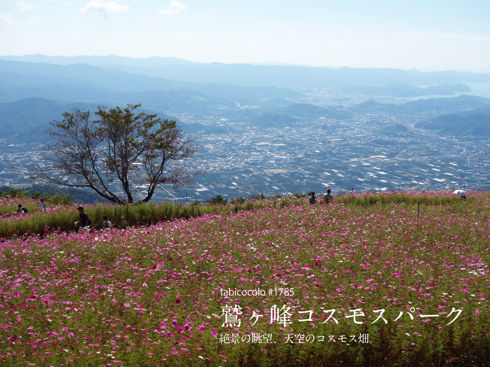 鷲ヶ峰コスモスパーク