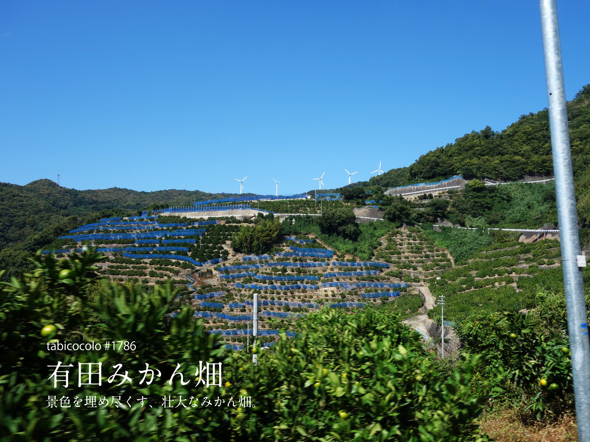 有田みかん畑