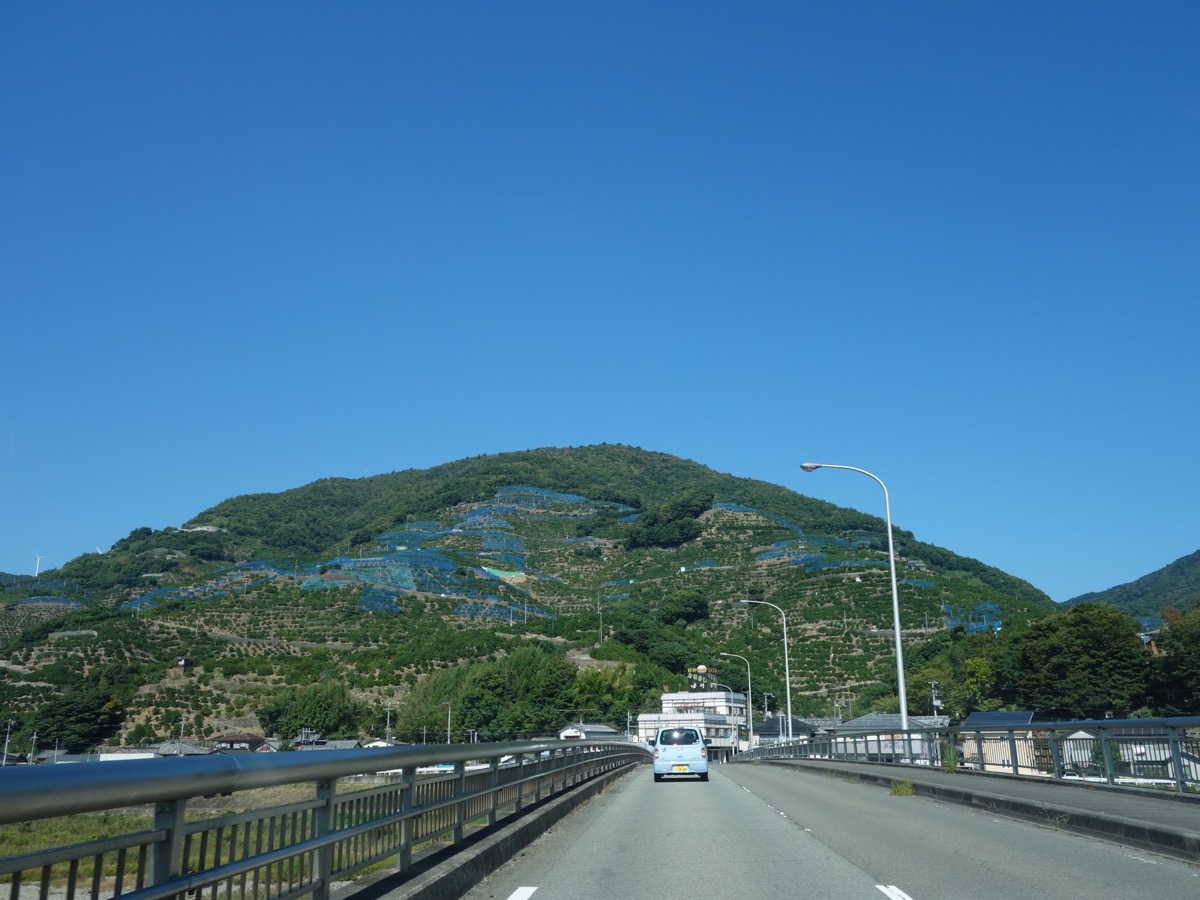 有田みかん畑