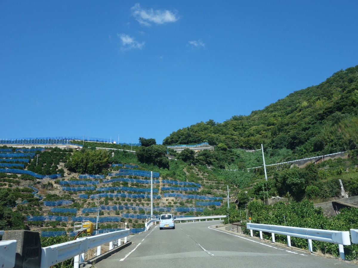 有田みかん畑