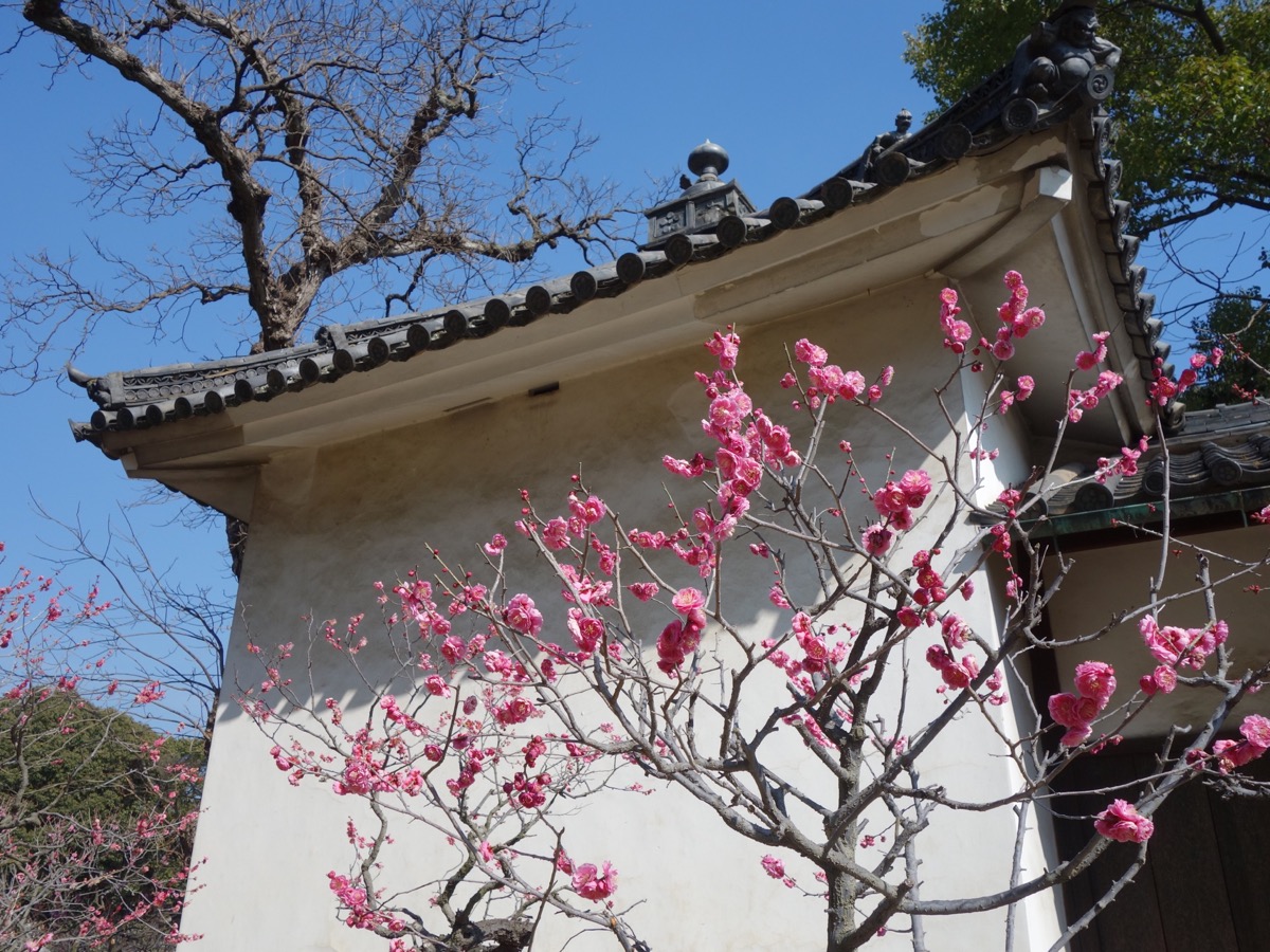 道明寺天満宮