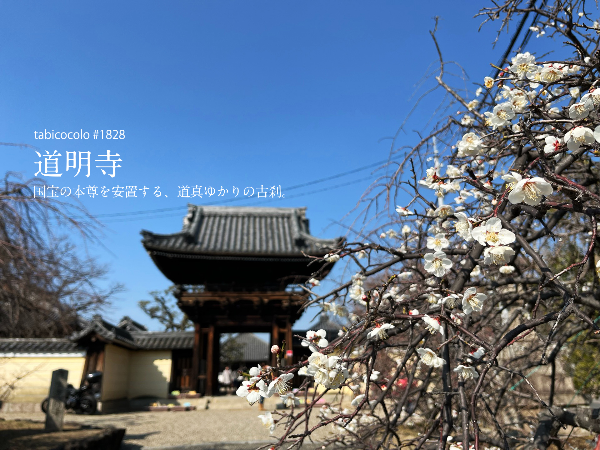 道明寺