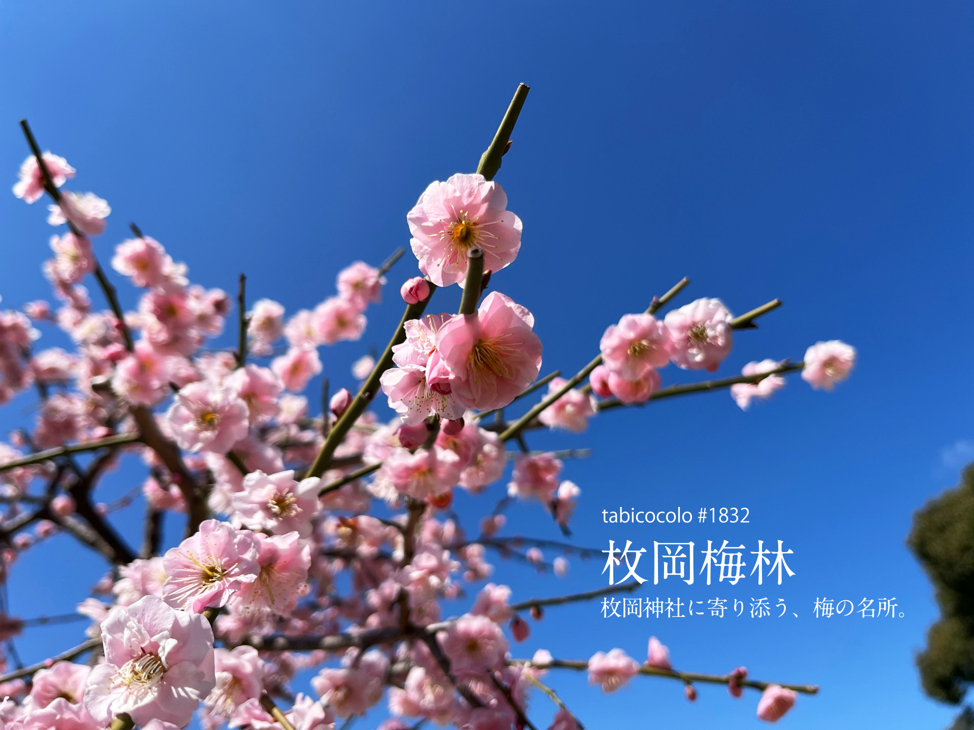 枚岡梅林