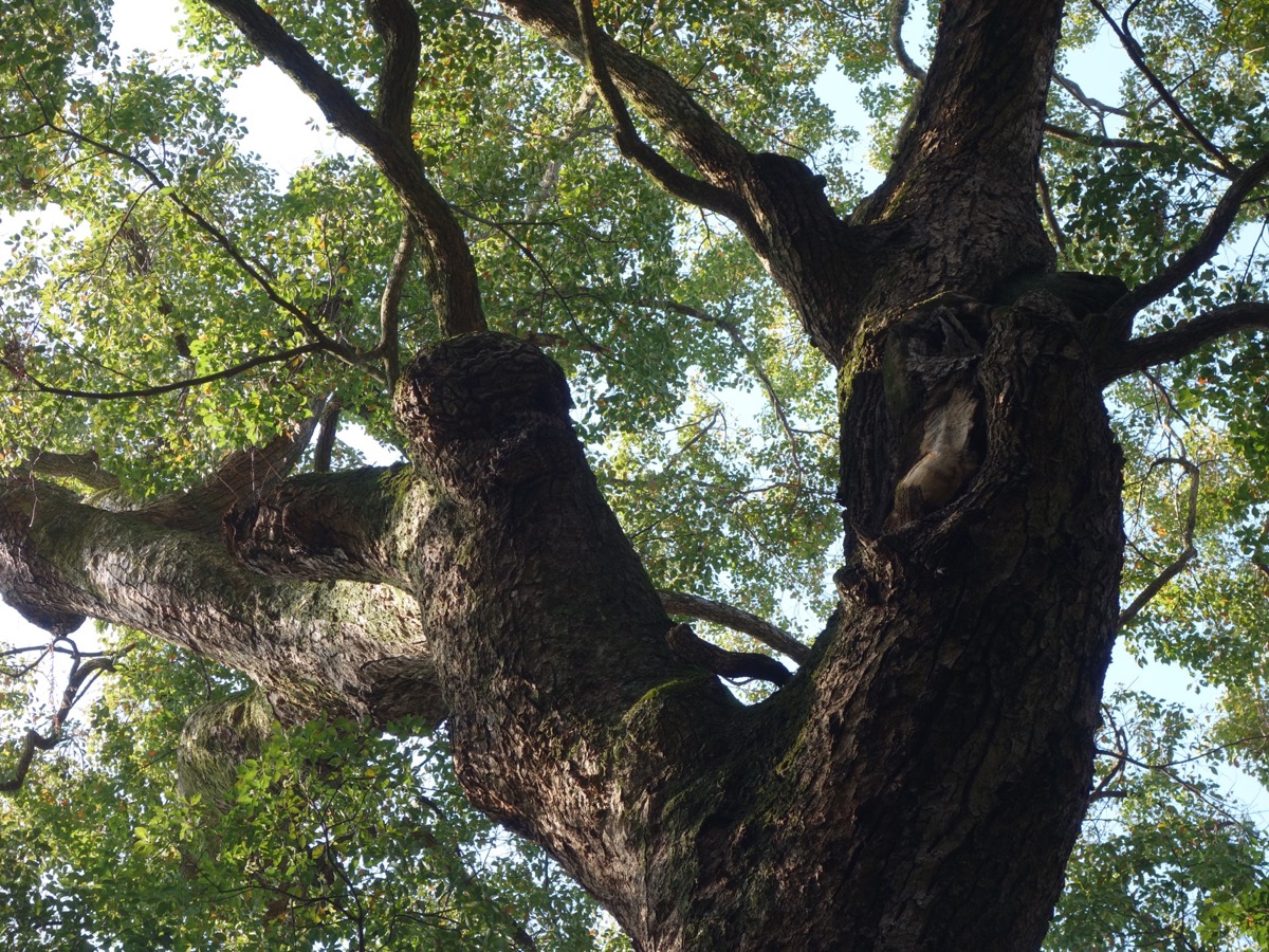 奈良豆比古神社