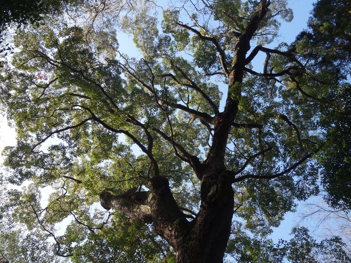 奈良豆比古神社