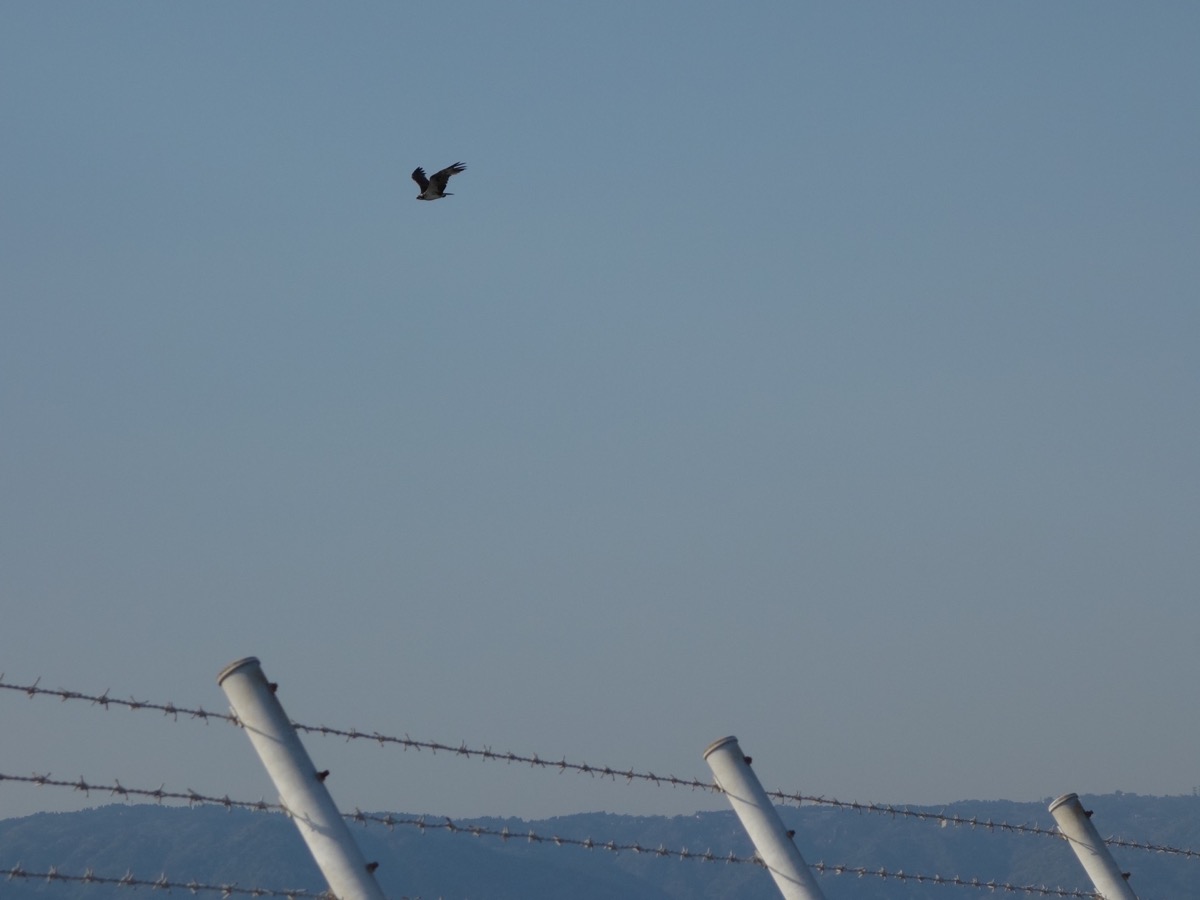 神戸空港島西緑地