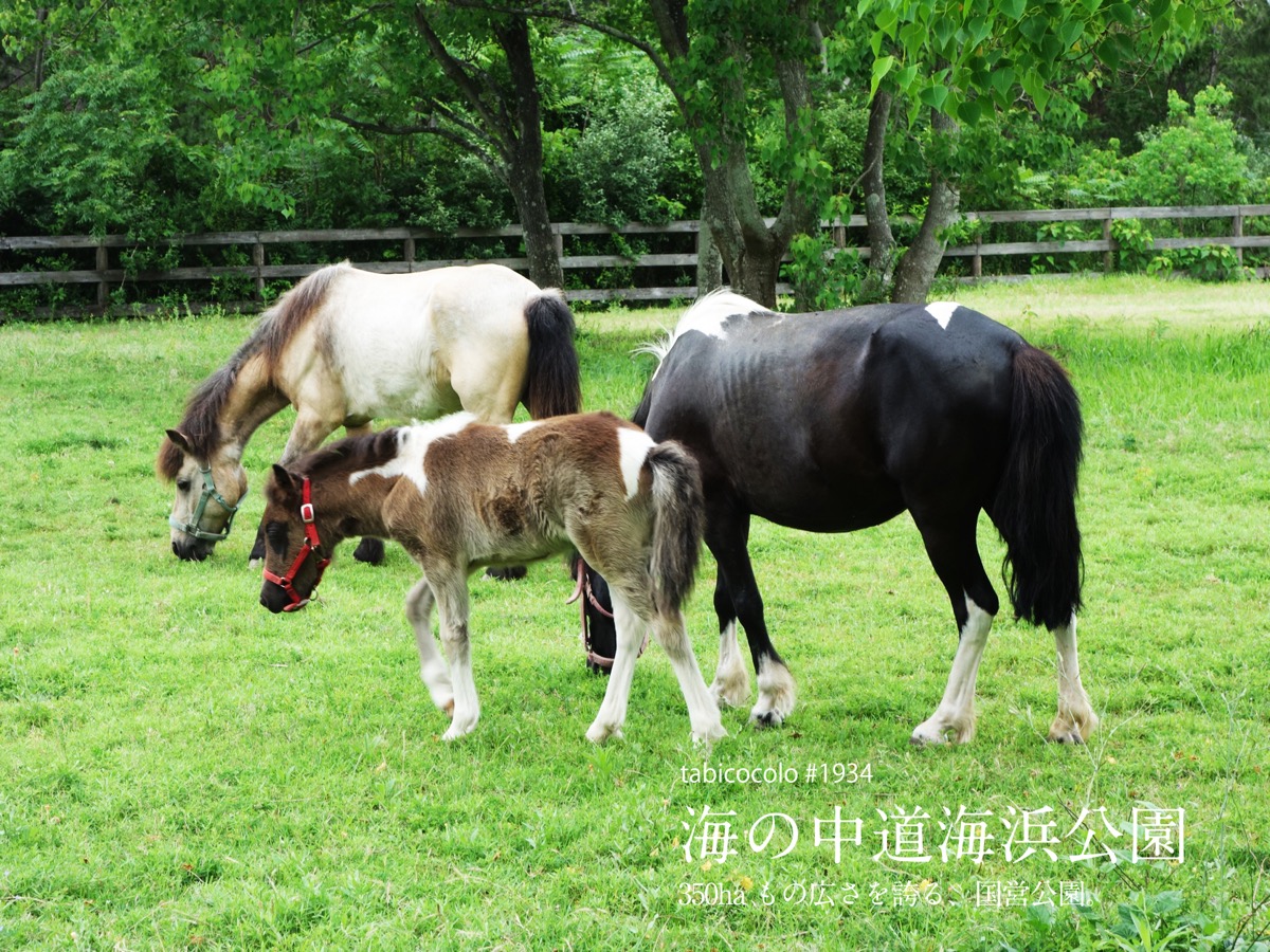 海の中道海浜公園
