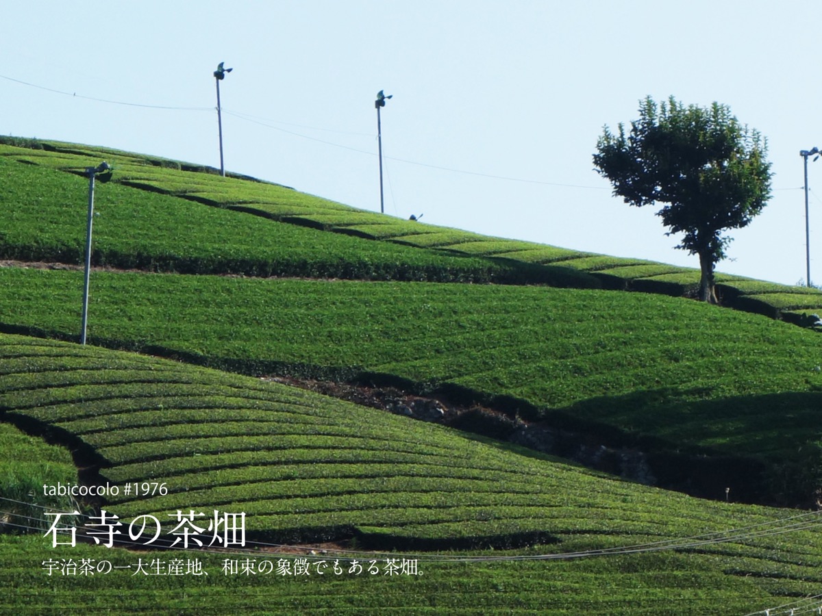 石寺の茶畑
