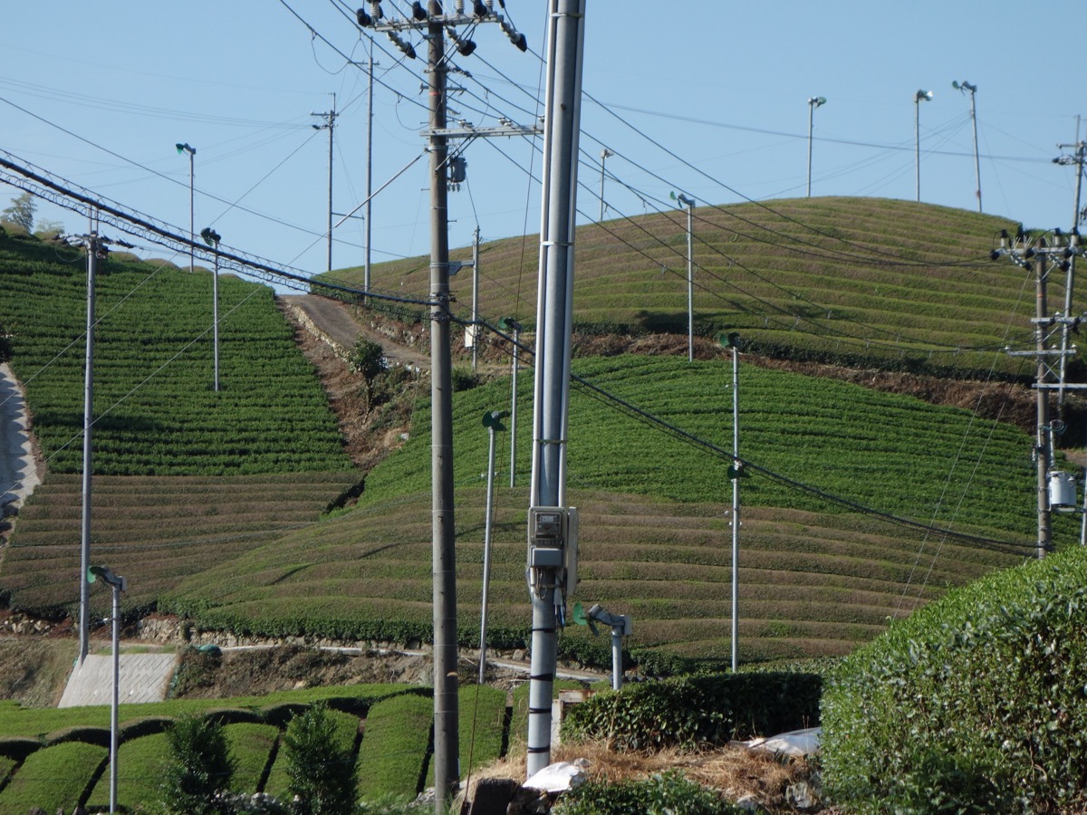 石寺の茶畑