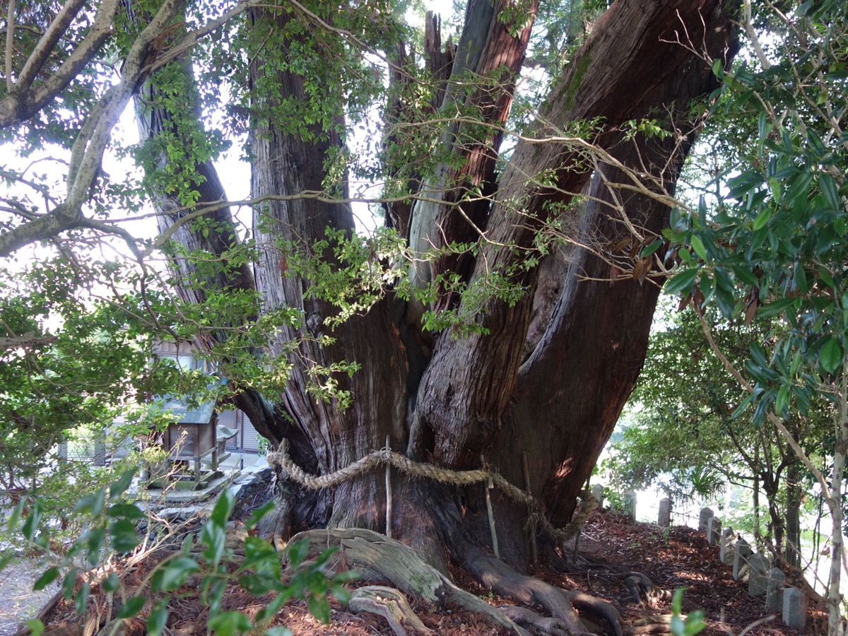 八坂の大杉