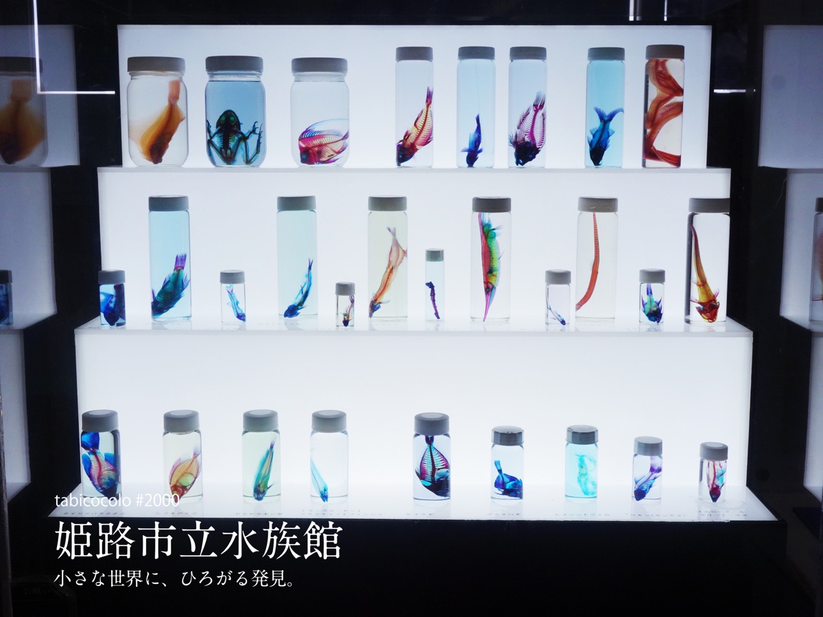 姫路市立水族館