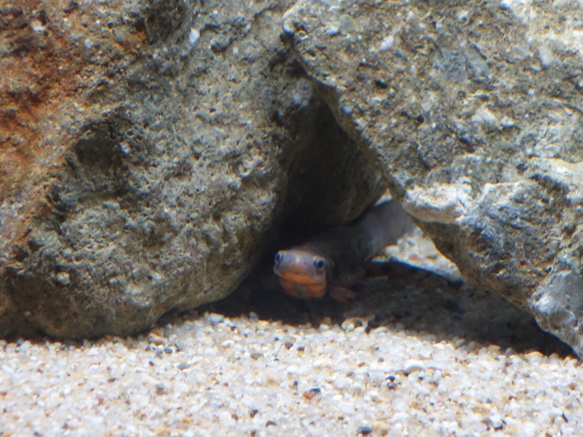 姫路市立水族館