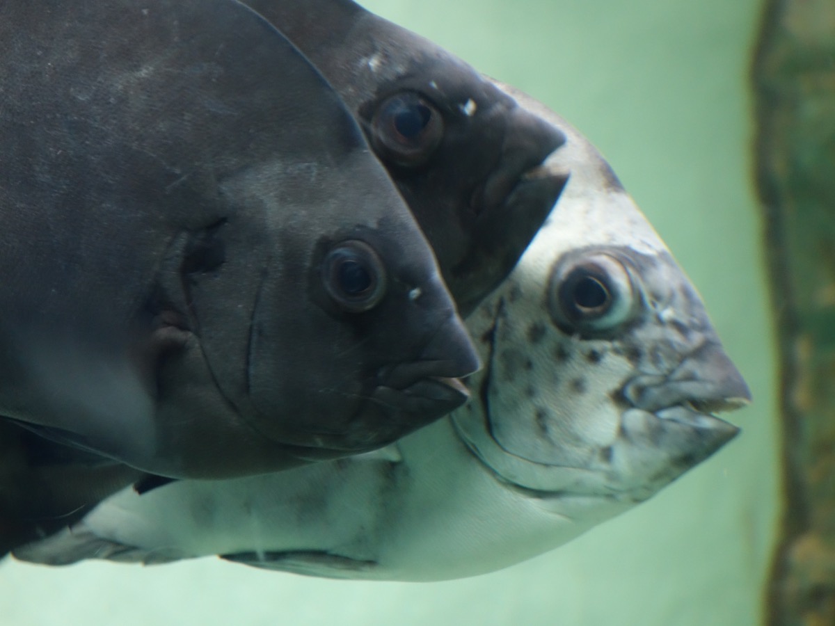 姫路市立水族館