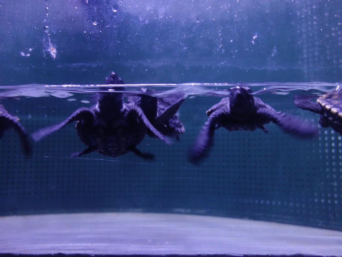 姫路市立水族館