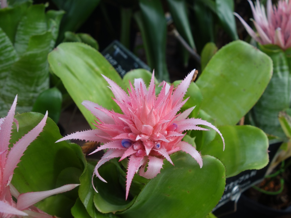 手柄山温室植物園