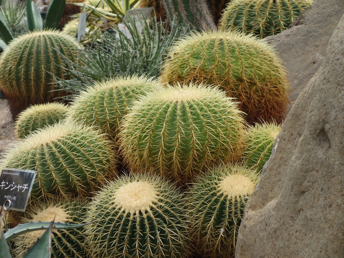 手柄山温室植物園