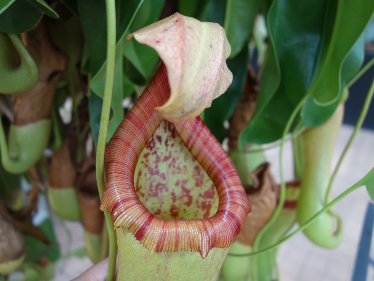 手柄山温室植物園