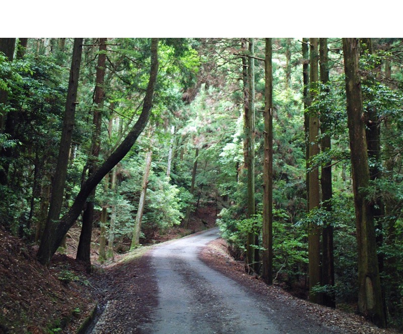 春日山原始林