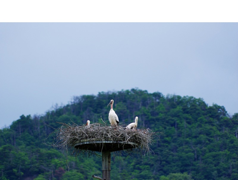 コウノトリの郷公園