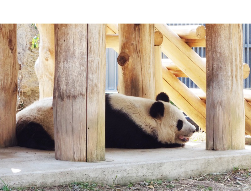 王子動物園